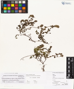 Thymus praecox Opiz subsp. polytrichus (A. Kerner ex Borbas) Jalas