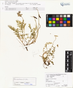 Oxytropis jacquinii Bunge