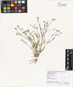 Asperula aristata L. fil.