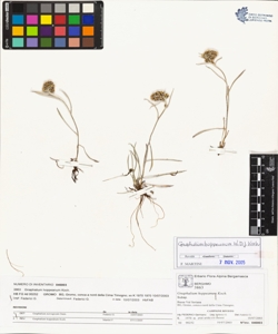 Gnaphalium hoppeanum Koch.