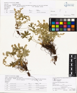 Alchemilla leptoclada (Buser.) Buser