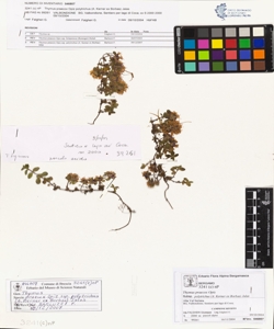 Thymus praecox Opiz subsp. polytrichus (A. Kerner ex Borbas) Jalas