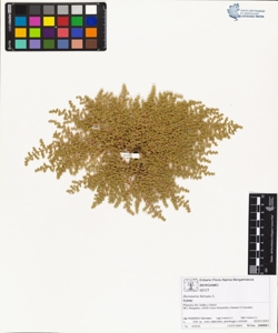 Herniaria hirsuta L.