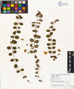 Lys¿machia nummularia L.