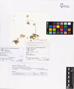 Hutchins¿a alpina (L.) R. Br. subsp. alpina