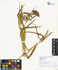 Scirpus sylvaticus L.
