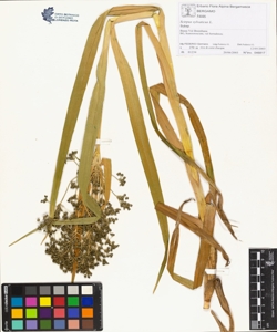 Scirpus sylvaticus L.