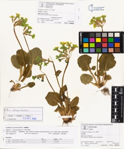 Primula elatior (L.) Hill subsp. elatior