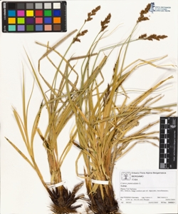 Carex paniculata L.