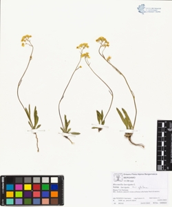 Biscutella laevigata L. subsp. laevigata