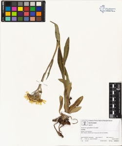 Senecio gaudinii Gremli