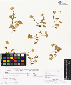 Ranunculus montanus Willd. s.s.