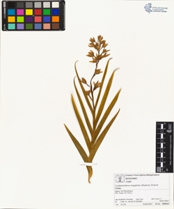 Cephalanthera longifolia (Hudson) Fritsch