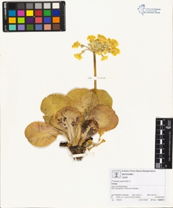 Primula auricula L.