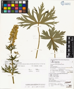 Aconitum ranunculifolium Rchb.