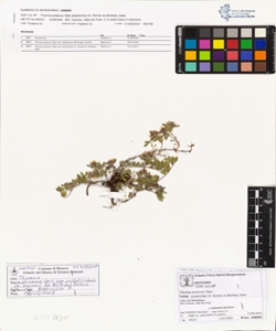 Thymus praecox Opiz subsp. polytrichus (A. Kerner ex Borbas) Jalas