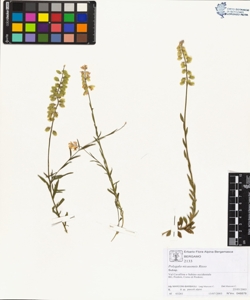 Polygala nicaeens¿s Risso