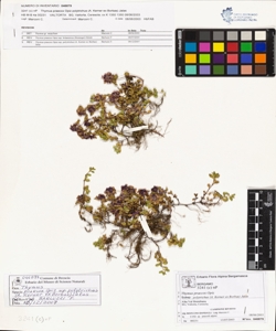 Thymus praecox Opiz subsp. polytrichus (A. Kerner ex Borbas) Jalas