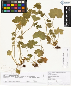 Alchemilla undulata Buser