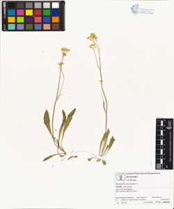Biscutella laevigata L. subsp. laevigata
