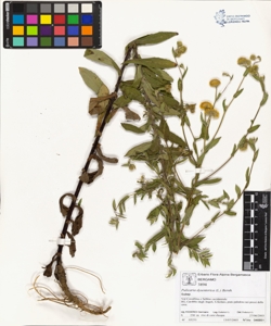 Pulicaria dysenterica (L.) Bernh.
