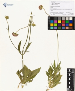 Knautia velutina Briq.