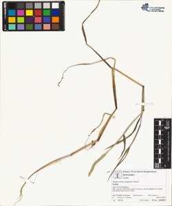 Alopecurus aequalis Sobol.