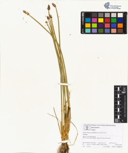 Eleocharis palustris (L.) R. et S.