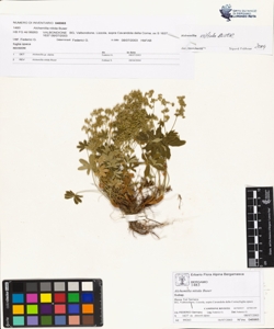 Alchemilla nitida Buser