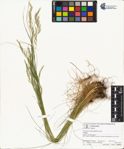 Festuca heterophylla Lam.