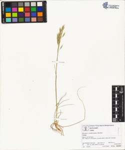 Bromus condensatus Hackel