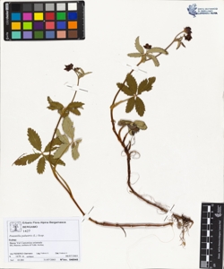 Potentilla palustris (L.) Scop.