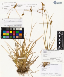 Carex flava L.