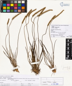 Plantago serpentina All.