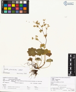 Alchemilla glaucescens Wallr.