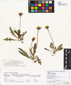 Leontodon hispidus L. subsp. dubius (Hoppe) Pawlowska