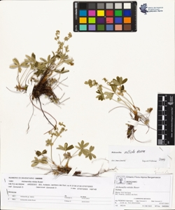 Alchemilla nitida Buser