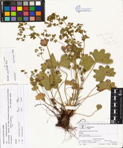 Alchemilla monticola Opiz