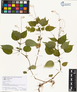 Circaea lutetiana L.