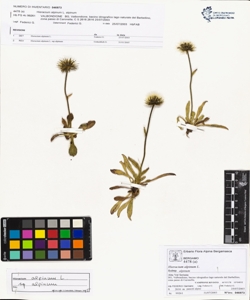 Hieracium alpinum L. subsp. alpinum