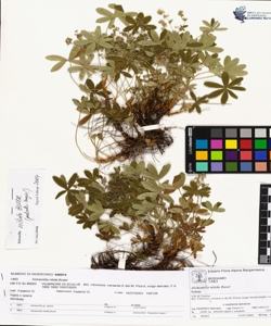 Alchemilla nitida Buser