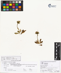 Hieracium alpinum L. subsp. halleri Vill.