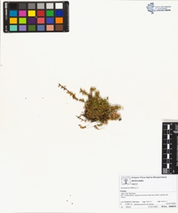 Arenaria biflora L.