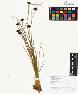 Juncus jacquinii L.