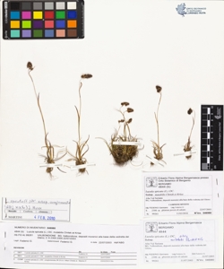 Luzula spicata (L.) DC. subsp. mutabilis Chrtek et Kr¿sa