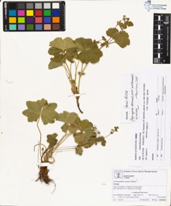 Alchemilla tenuis Buser