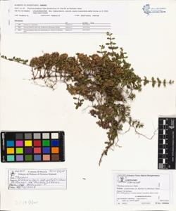 Thymus praecox Opiz subsp. polytrichus (A. Kerner ex Borbas) Jalas