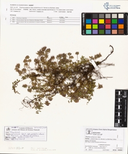Thymus praecox Opiz subsp. polytrichus (A. Kerner ex Borbas) Jalas