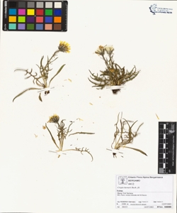 Crepis kerneri Rech. fil.