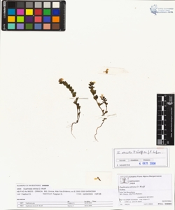 Euphras¿a stricta D. Wolff